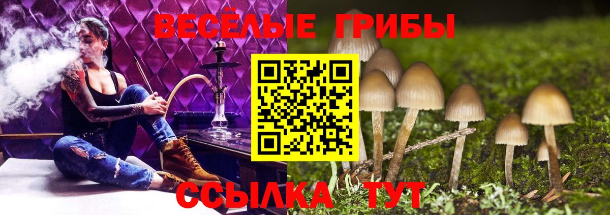Зеленогорск  Галлюциногенные грибы Psilocybe  Вход с VPN 